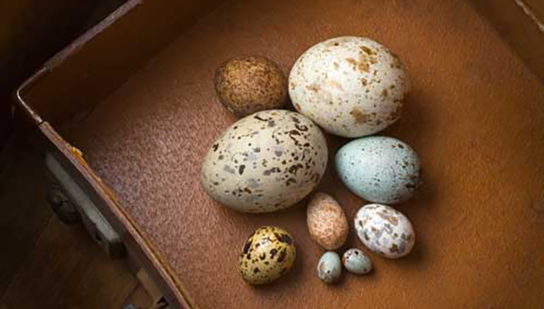 selection of speckled eggs in a group